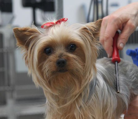 Photo of Brushcuts Professional Pet Grooming