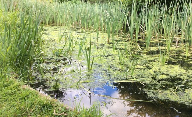 Photo of Field Studies Council - London: Bushy Park