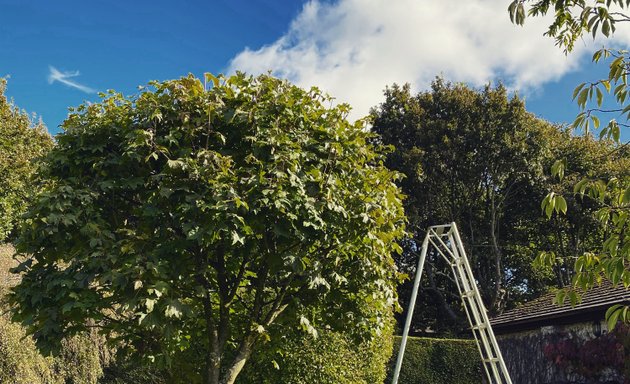 Photo of Robinson’s - Tree Surgeon - Hedge Trimming - Wigan