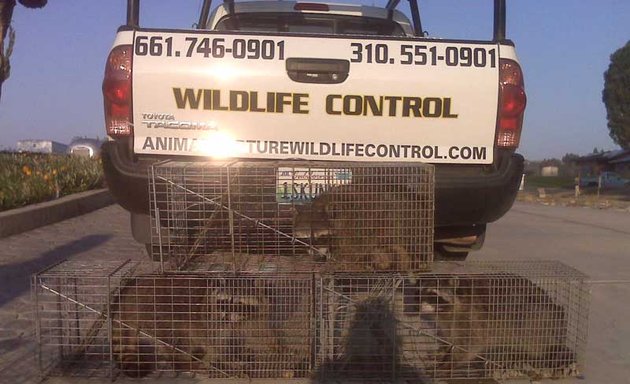 Photo of Animal Capture Wildlife Control