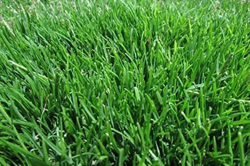 Photo of Atlanta Metro Sod