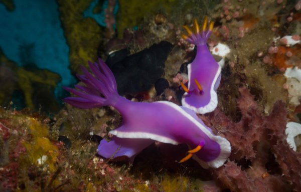 Photo of Amphibian Scuba