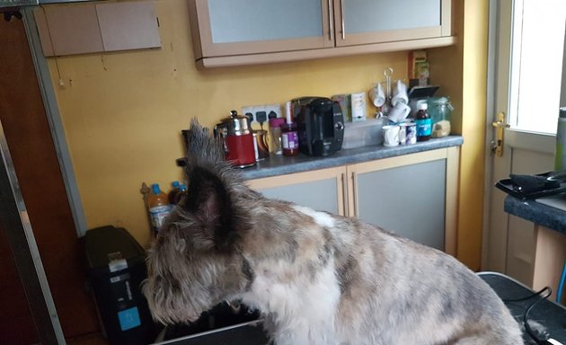 Photo of Dena's dog grooming (Mobile dog grooming)