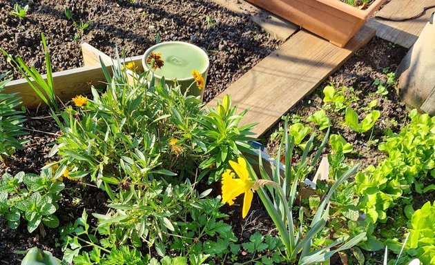 Photo of Essendon Community Gardens