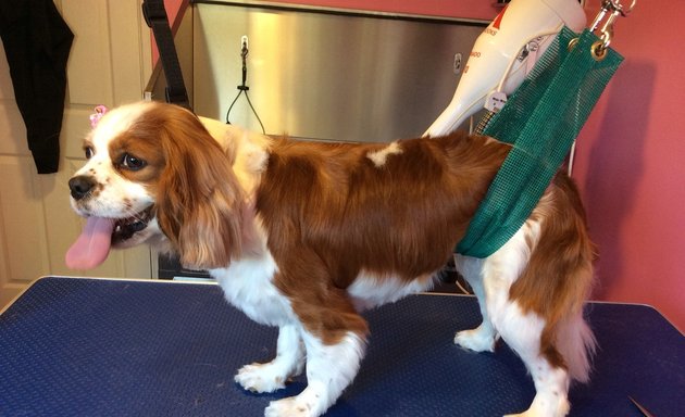 Photo of Tail Ends Dog Grooming