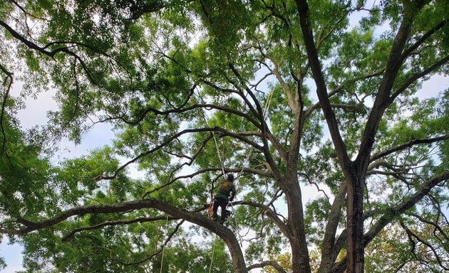 Photo of Valley Oak Tree Care