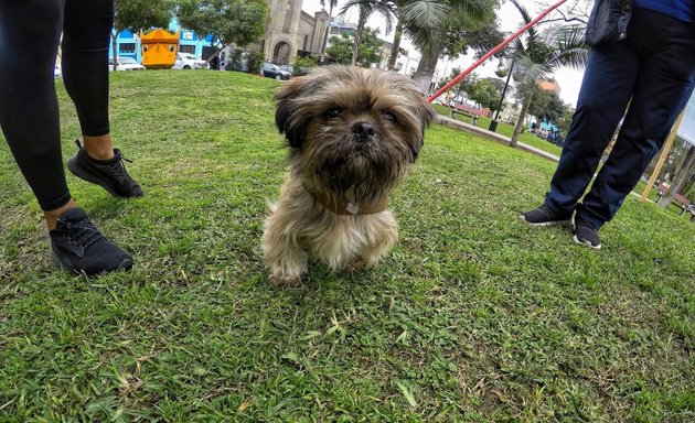 Foto de pet Wasi Hospedaje de Mascotas