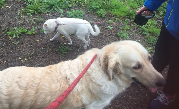 Photo of Happy Dogs Happy Tails