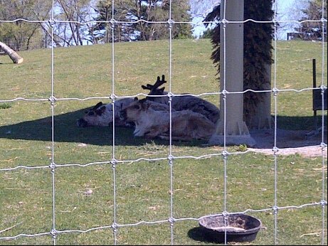 Photo of European Reindeer Exhibit