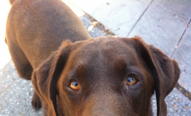 Photo of Rain Or Shine Dog Walking