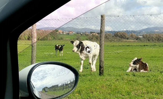 foto Azienda Agricola La Collinetta Di Francesco & Maurizio Evangelisti