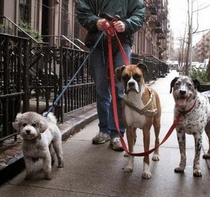 Photo of NY Loves Dogs/Susan Cava