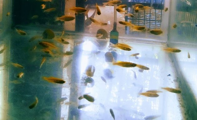 Photo of New Fish World