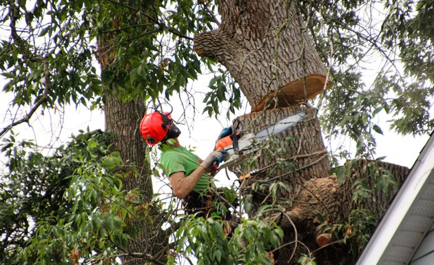 Photo of Croft Tree Experts