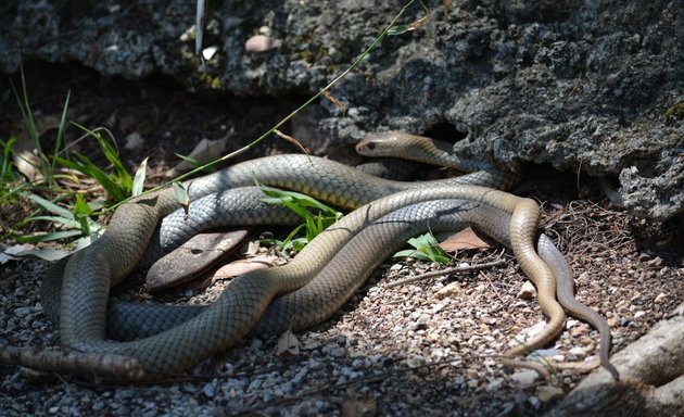 Photo of Snake Catchers Brisbane