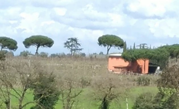 foto Azienda Agricola La Collinetta Di Francesco & Maurizio Evangelisti