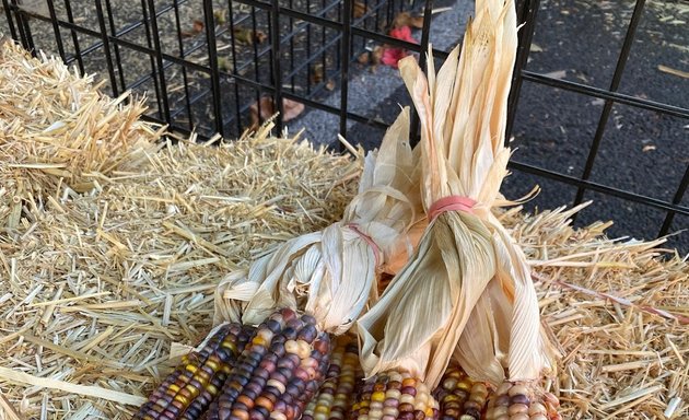 Photo of Mr. Jack O' Lanterns Pumpkins