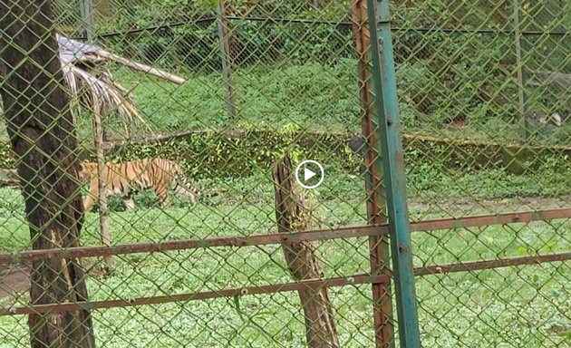 Photo of Tiger's Den - National Park