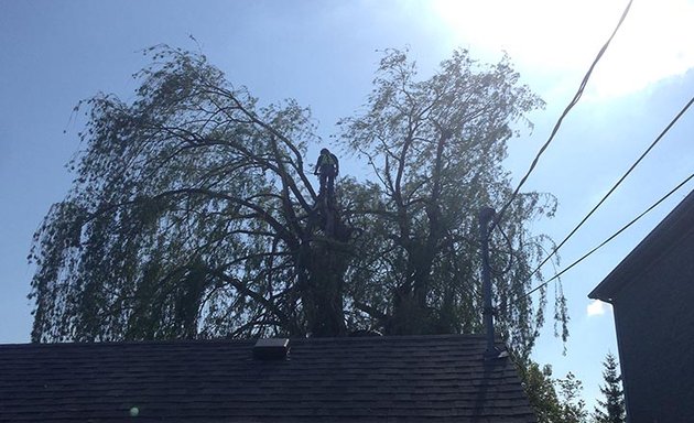 Photo of Harmony Tree Service