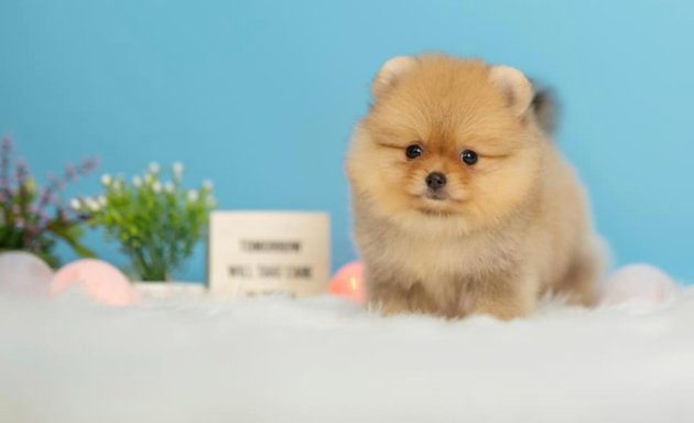 Photo of Pedigreed AKC Miniature Puppies