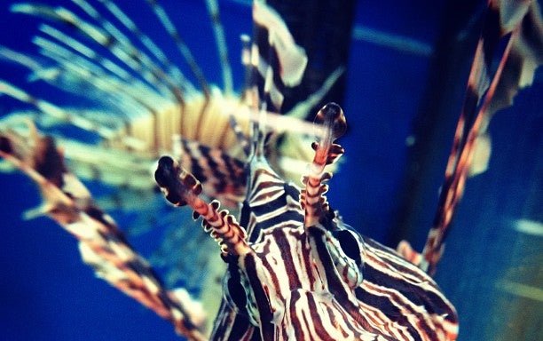 Photo of Pacific Aquarium & Plant