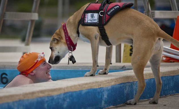 Photo of Dog Training Elite Denver