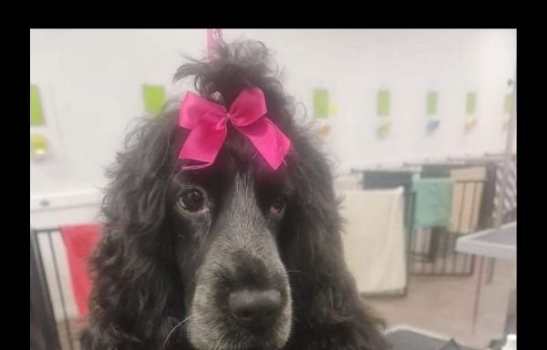 Photo of 4 Paws Dog Grooming