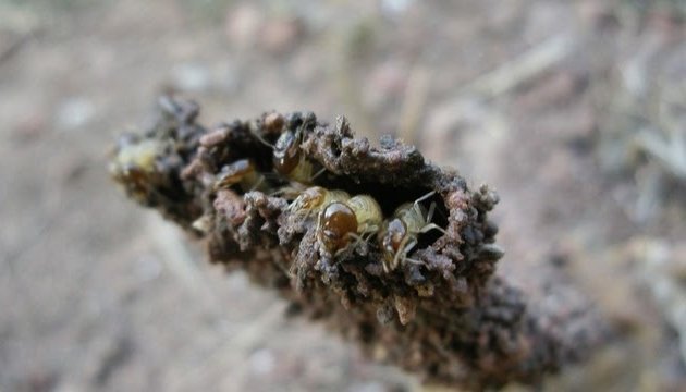 Photo of Anteater Termite & Pest Control