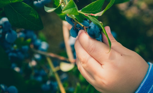 Photo of Nut Tree Outdoor Nursery