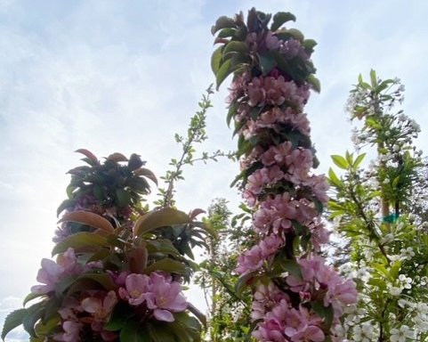 Photo of Blue Grass Nursery, Sod & Garden Centre - Edmonton