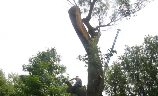 Photo of Arbre Expert