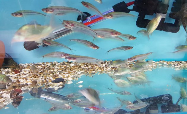 Photo of Deans Fish Room