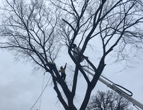 Photo of TNT Tree Service Ltd.