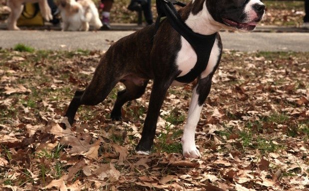Photo of ABC's of Dog Training