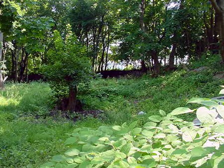 Photo of Roslindale Wetlands Urban Wilds