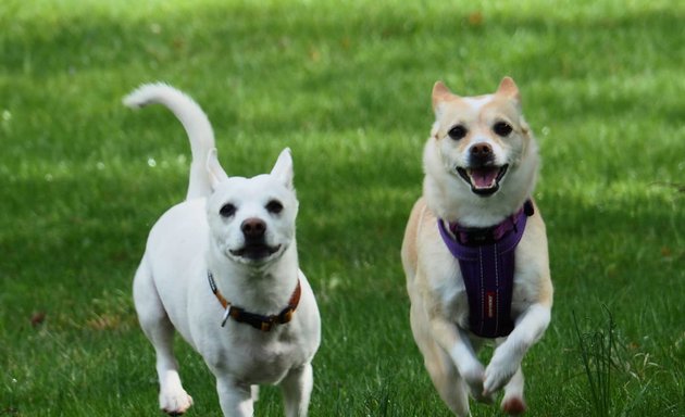 Photo of Ruff to Ready Dog Training