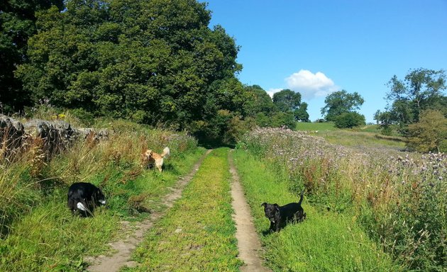 Photo of Gatsby and Poole - Dog Training and Behaviour