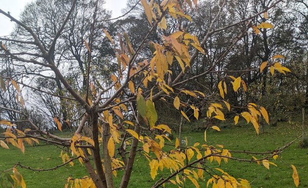 Photo of Farfield Park and Playground