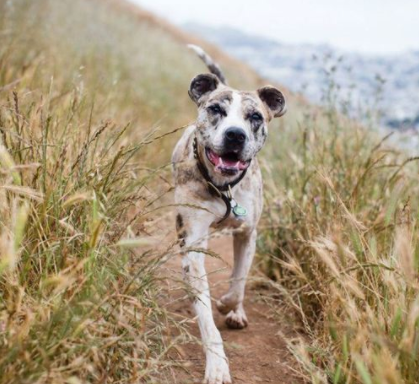 Photo of Seven Hills Veterinary Hospital