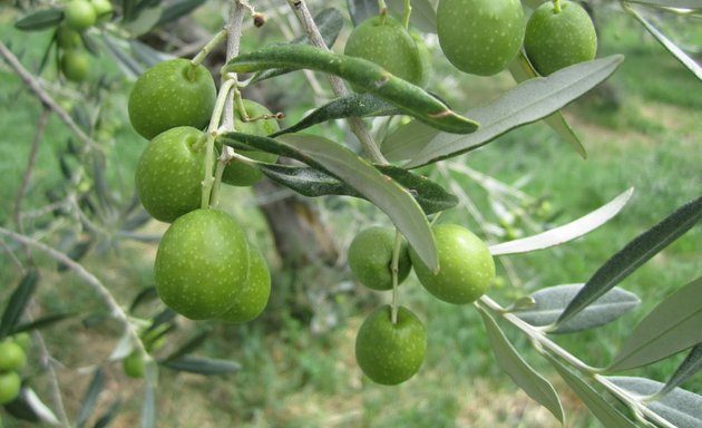 Photo of Olive Oil & Balsamic Vinegar - Lugano Fine Foods