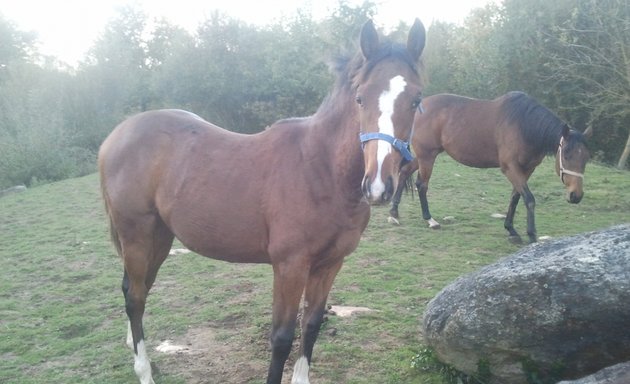 Photo de Fédération des Éleveurs du Galop