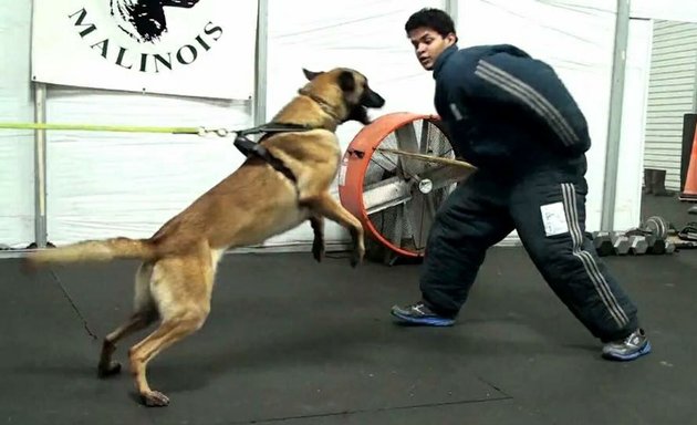 Photo of Dog Training Mumbai - Saket Gokhale