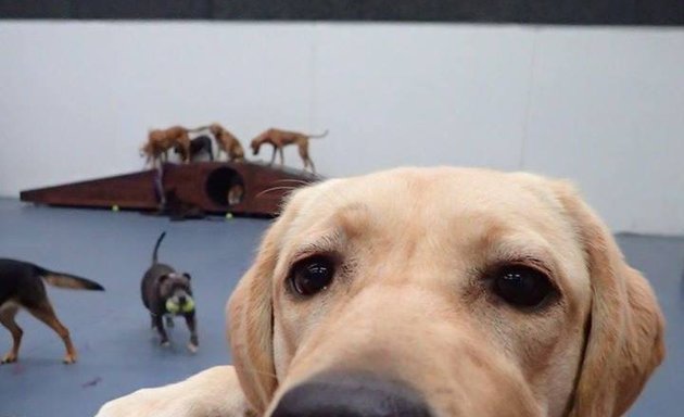 Photo of Kip Blackburn Dog Daycare