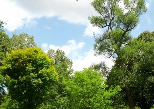 Photo of York Mills Valley Park