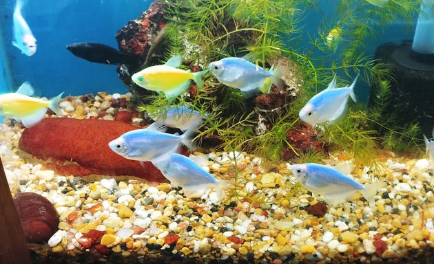 Photo of Westside Aquarium & Pets