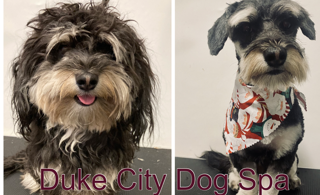 Photo of Duke City Dog Spa