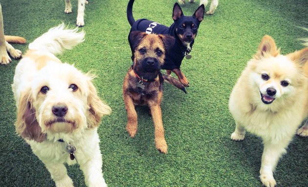 Photo of Urban Paws Doggy Daycare Yarraville