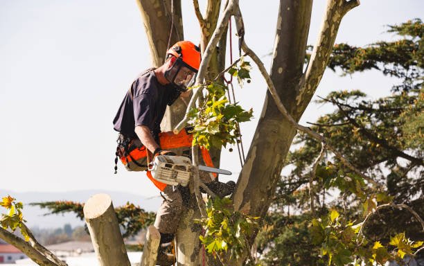 Photo of Chuckwood Tree Service