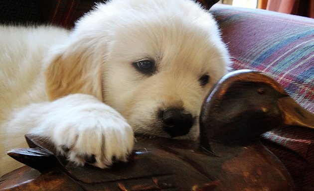 Photo of Honor Golden Retrievers and Honor Service Dogs, Inc.