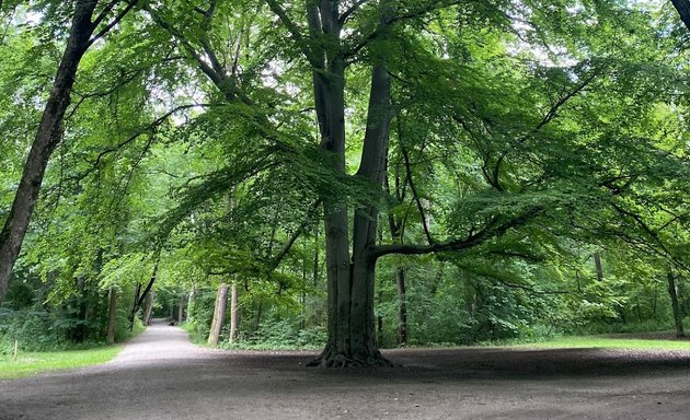 Foto von Großer Baum